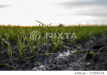 Close up young wheat seedlings growing in a field. Green wheat growing in soil. Close up on sprouting rye agriculture on a field in sunset. Sprouts of rye. Wheat grows in chernozem planted in autumn. 71998328
