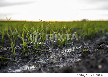Close up young green wheat seedlings growing in a soil on a field in a sunset. Close up on sprouting rye agriculture on a field in sunset. Sprouts of rye. Wheat grows in chernozem planted in autumn. Close up young green wheat seedlings growing in a soil on a field in a sunset. Close up on sprouting rye agriculture on a field in sunset. Sprouts of rye. Wheat grows in chernozem planted in autumn. 71998329