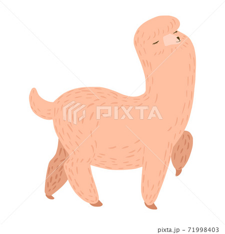 Cute alpaca isolated on white background. Soft lama pink color for kids in doodle. 71998403
