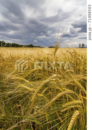 Rye sown just before the harvest, Western Bohemia, Czech Republic 71998503