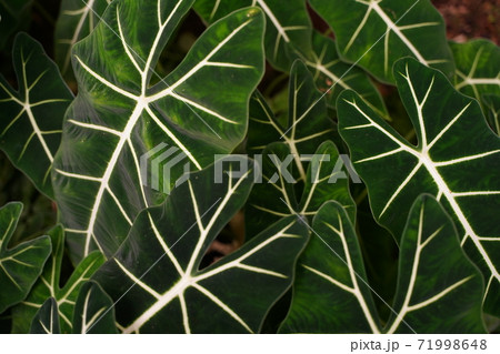 アロカシア　葉　熱帯　観葉植物　緑　葉脈　葉 71998648