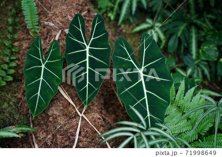 アロカシア 葉 熱帯 観葉植物 緑 葉脈 葉の写真素材