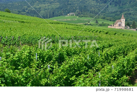 Vineyards of Alsace 71998681