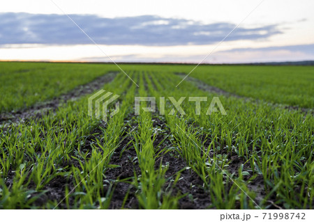 Close up young wheat seedlings growing in a field. Green wheat growing in soil. Close up on sprouting rye agriculture on a field in sunset. Sprouts of rye. Wheat grows in chernozem planted in autumn. Close up young wheat seedlings growing in a field. Green wheat growing in soil. Close up on sprouting rye agriculture on a field in sunset. Sprouts of rye. Wheat grows in chernozem planted in autumn. 71998742