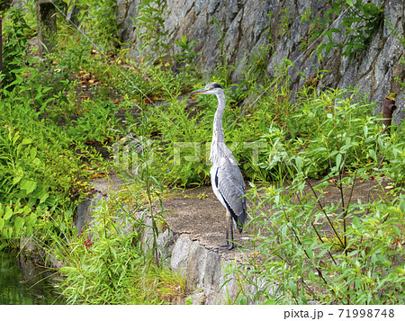 鴨東運河沿いに佇むアオサギ （京都府京都市左京区） 71998748