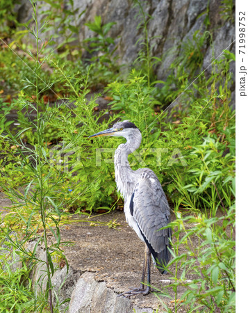 鴨東運河沿いに佇むアオサギ （京都府京都市左京区） 71998752