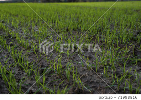 Close up young wheat seedlings growing in a field. Green wheat growing in soil. Close up on sprouting rye agriculture on a field in sunset. Sprouts of rye. Wheat grows in chernozem planted in autumn. 71998816