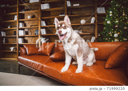 Pet and merry christmas and happy new year concept. Cheerful puppy male husky has fun in living room with large bookshelves, library and sofa in Christmas time evening. Dog home decor new year Pet and merry christmas and happy new year concept. Cheerful puppy male husky has fun in living room with large bookshelves, library and sofa in Christmas time evening. Dog home decor new year 71999220