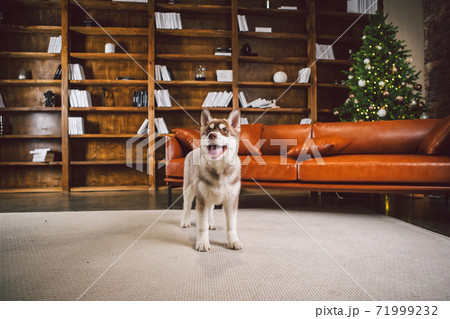 Young cute puppy of Siberian Husky dog breed male playing and relaxing on brown sofa in classic European design room, decorated for New Year holidays. The theme of a dog's life in an apartment Young cute puppy of Siberian Husky dog breed male playing and relaxing on brown sofa in classic European design room, decorated for New Year holidays. The theme of a dog's life in an apartment 71999232