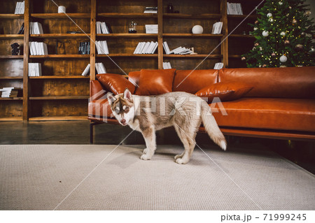Baest friend, husky dog, puppy having fun in classic interior of luxury housing on eve of new year and Christmas, sitting on brown leather sofa in library. Theme of holidays and family comfort 71999245