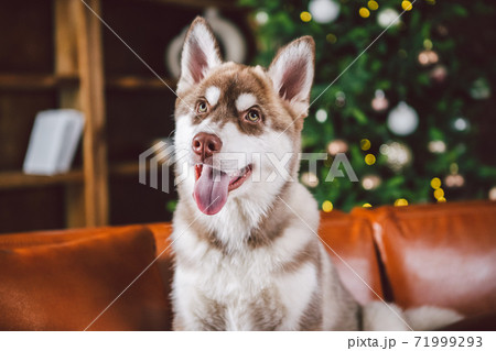 Young cute puppy of Siberian Husky dog breed male playing and relaxing on brown sofa in classic European design room, decorated for New Year holidays. The theme of a dog's life in an apartment Young cute puppy of Siberian Husky dog breed male playing and relaxing on brown sofa in classic European design room, decorated for New Year holidays. The theme of a dog's life in an apartment 71999293