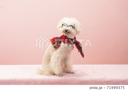 メガネをかけてマフラーを巻いた白いトイプードル メガネをかけてマフラーを巻いた白いトイプードル 71999375