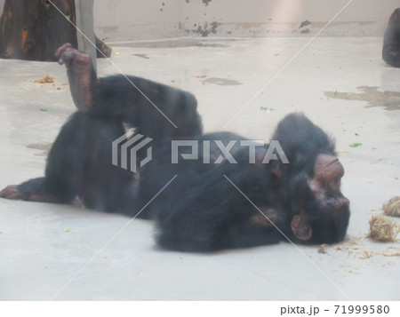 チンパンジー 71999580