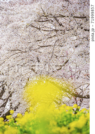 菜の花と桜 満開の桜 菜の花 菜の花と桜 満開の桜 菜の花 71999857