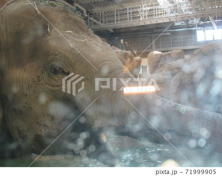 アジアゾウ 71999905