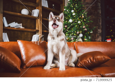 Baest friend, husky dog, puppy having fun in classic interior of luxury housing on eve of new year and Christmas, sitting on brown leather sofa in library. Theme of holidays and family comfort Baest friend, husky dog, puppy having fun in classic interior of luxury housing on eve of new year and Christmas, sitting on brown leather sofa in library. Theme of holidays and family comfort 71999925