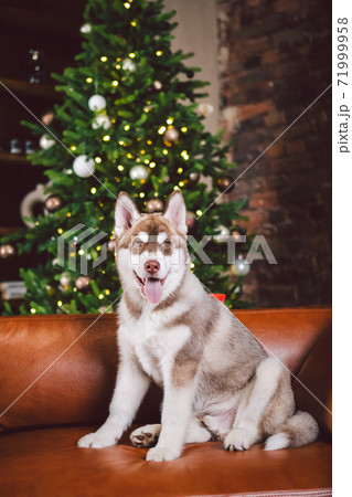 Young cute puppy of Siberian Husky dog breed male playing and relaxing on brown sofa in classic European design room, decorated for New Year holidays. The theme of a dog's life in an apartment Young cute puppy of Siberian Husky dog breed male playing and relaxing on brown sofa in classic European design room, decorated for New Year holidays. The theme of a dog's life in an apartment 71999958