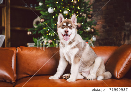 Young cute puppy of Siberian Husky dog breed male playing and relaxing on brown sofa in classic European design room, decorated for New Year holidays. The theme of a dog's life in an apartment Young cute puppy of Siberian Husky dog breed male playing and relaxing on brown sofa in classic European design room, decorated for New Year holidays. The theme of a dog's life in an apartment 71999987