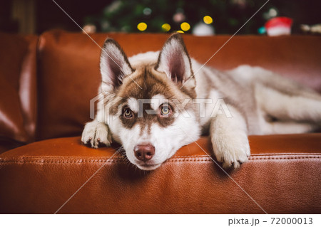 Puppy male Siberian Husky of white beige color in interior living room gets pleasure on red leather sofa against library and Christmas tree in evening. Dog theme and New Year and Christmas holidays 72000013