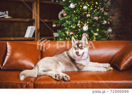Pet and merry christmas and happy new year concept. Cheerful puppy male husky has fun in living room with large bookshelves, library and sofa in Christmas time evening. Dog home decor new year Pet and merry christmas and happy new year concept. Cheerful puppy male husky has fun in living room with large bookshelves, library and sofa in Christmas time evening. Dog home decor new year 72000099