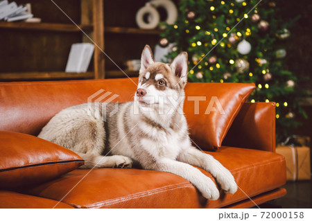 Young cute puppy of the Siberian Husky dog breed male playing and relaxing on brown sofa in classic European design room, decorated for New Year holidays. The theme of dog's life in an apartment Young cute puppy of the Siberian Husky dog breed male playing and relaxing on brown sofa in classic European design room, decorated for New Year holidays. The theme of dog's life in an apartment 72000158