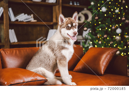 Puppy male Siberian Husky of white beige color in interior living room gets pleasure on red leather sofa against library and Christmas tree in evening. Dog theme and New Year and Christmas holidays Puppy male Siberian Husky of white beige color in interior living room gets pleasure on red leather sofa against library and Christmas tree in evening. Dog theme and New Year and Christmas holidays 72000185