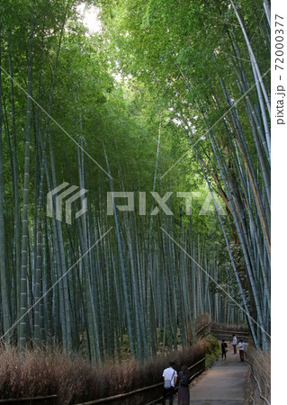 京都・嵯峨野の観光名所 竹林の小径 京都・嵯峨野の観光名所 竹林の小径 72000377