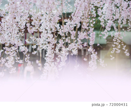 神社のしだれ桜　満開のしだれ桜　枝垂れ桜 72000431