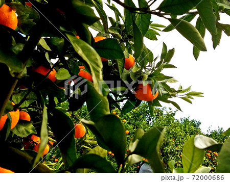 みかん狩りみかん左 みかん狩りみかん左 72000686