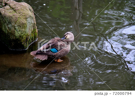東京都大田区南千束にある洗足池公園 首をかしげるマガモ 東京都大田区南千束にある洗足池公園 首をかしげるマガモ 72000794