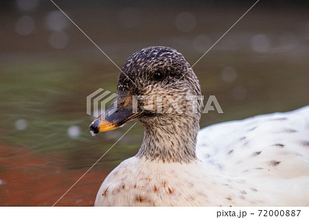 Snowy Call Ducks Female close up head shot Snowy Call Ducks Female close up head shot 72000887