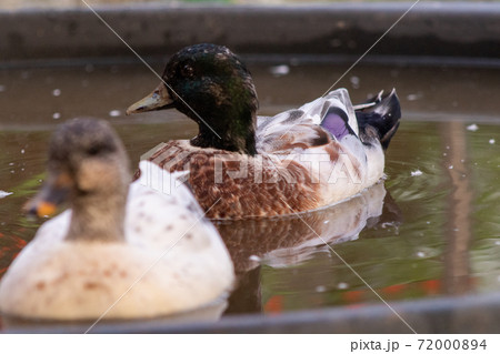 Male and Female Snowy Call Ducks swimming in there little pool  72000894