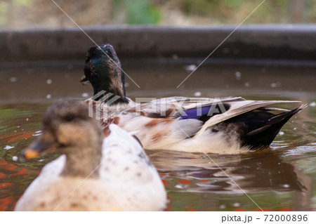 Two Snowy Call Ducks swimming in there little pool  72000896