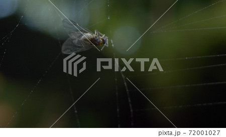 macro shooting, detail. fly stuck in a web in the forest 72001027