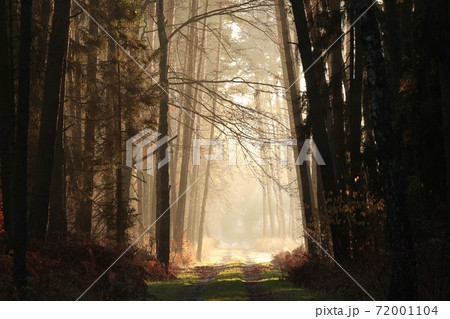 Country road through the autumn forest during sunrise 72001104