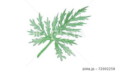 Illustration of Fresh Green Lacy Tree Philodendron Plant Illustration of Fresh Green Lacy Tree Philodendron Plant 72002258
