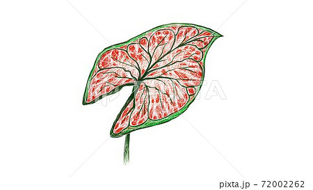 Illustration of Caladium, Elephant Ear or Colocasia Plants Illustration of Caladium, Elephant Ear or Colocasia Plants 72002262