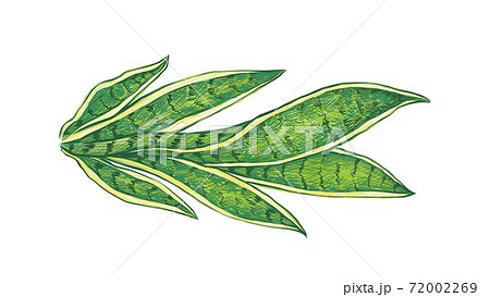 Illustration of Dracaena Trifasciata Plant on White Background 72002269