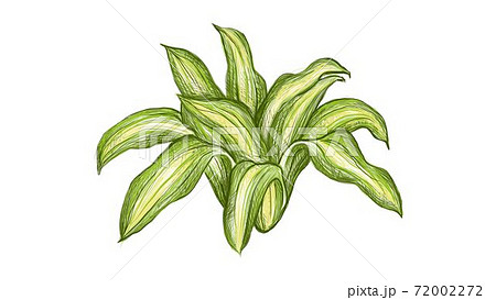 Illustration of Dracaena Fragrans Plant on White Background 72002272