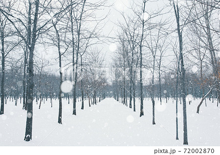 Winter alley in the park. 72002870