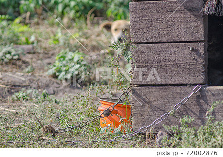 doghouse with old bowl chain and dog in the background 72002876