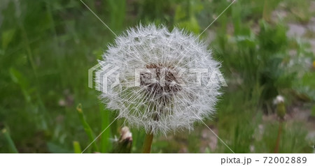 Fluffy dandelion on a summer day 72002889