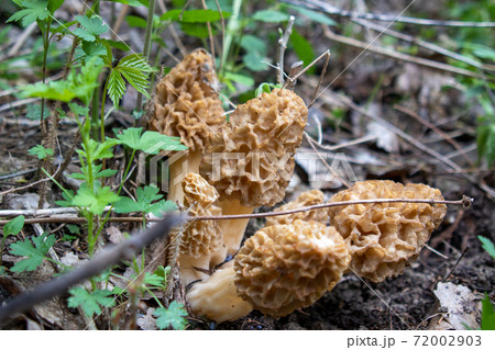 Morchella, the true morels, is a genus of edible sac fungi closely related to anatomically simpler ... Morel mushrooms Morchella, the true morels, is a genus of edible sac fungi closely related to anatomically simpler ... Morel mushrooms 72002903