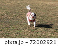 ドッグランで走っているチワワ 72002921