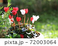 綺麗な鉢植えのシクラメン 72003064