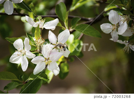 bee drinks nectar from an apple blossom bee drinks nectar from an apple blossom 72003268