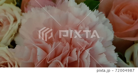 Flower arrangement of carnations and roses 72004987