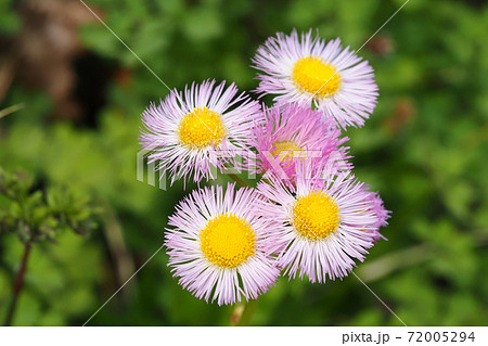 ハルジオンの花の写真素材