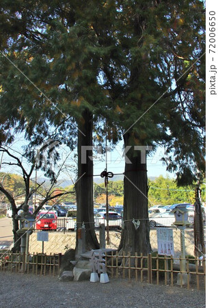 武雄神社の夫婦檜 武雄神社の夫婦檜 72006650