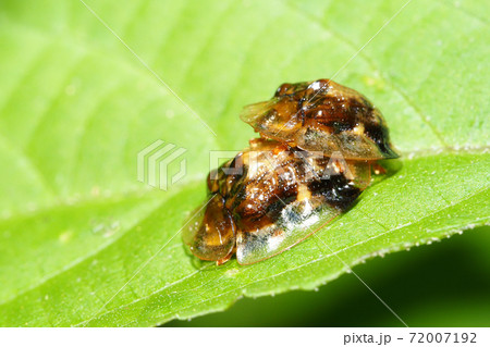 イチモンジカメノコハムシ（交尾中） 72007192